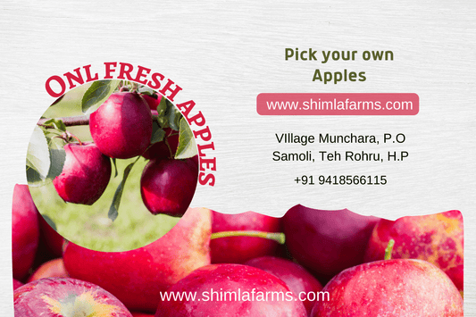 Apple 1kg Price: A Journey into Shimla Farms