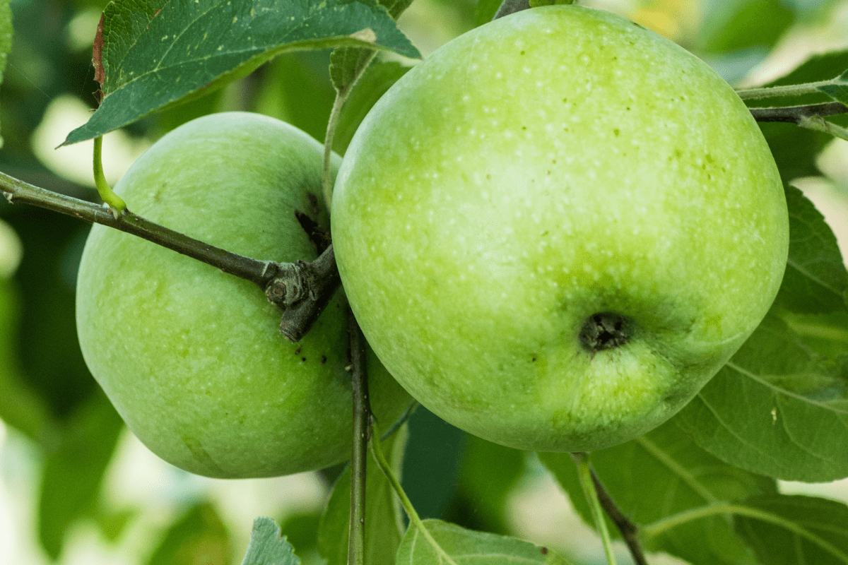 green apple fruit