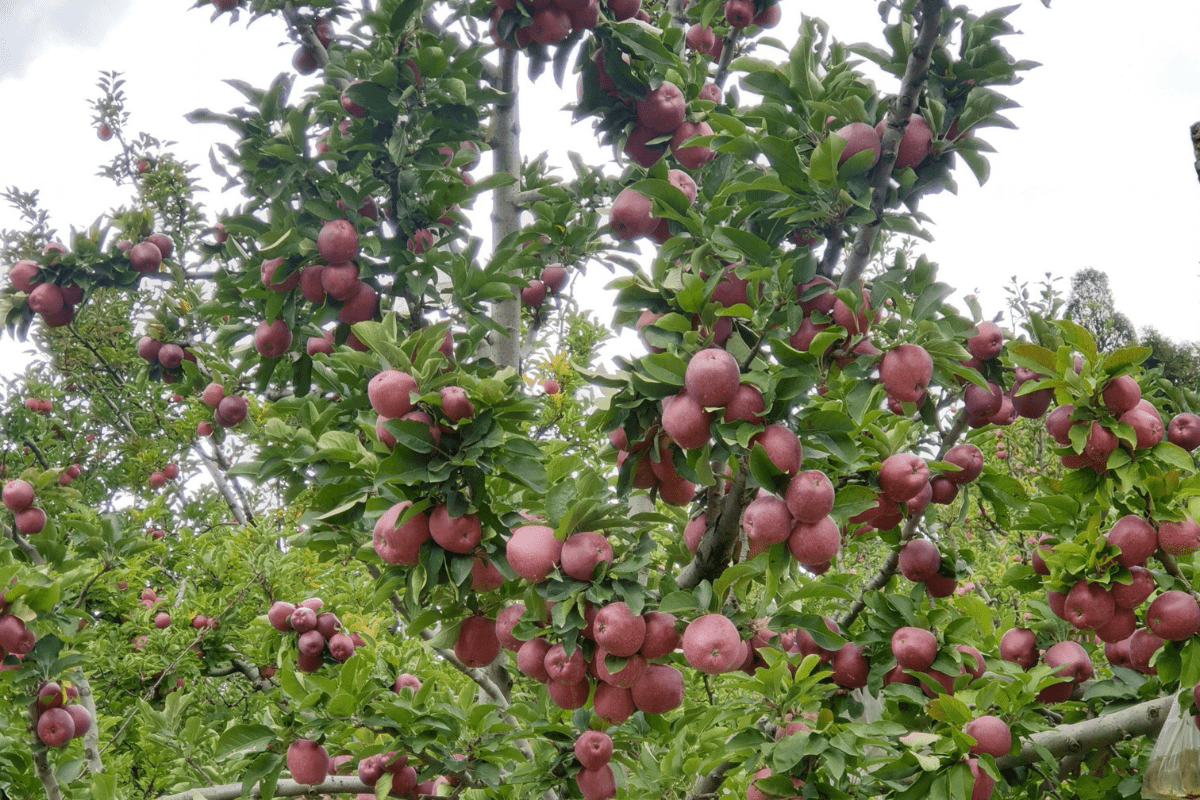 Red apple fruit online price