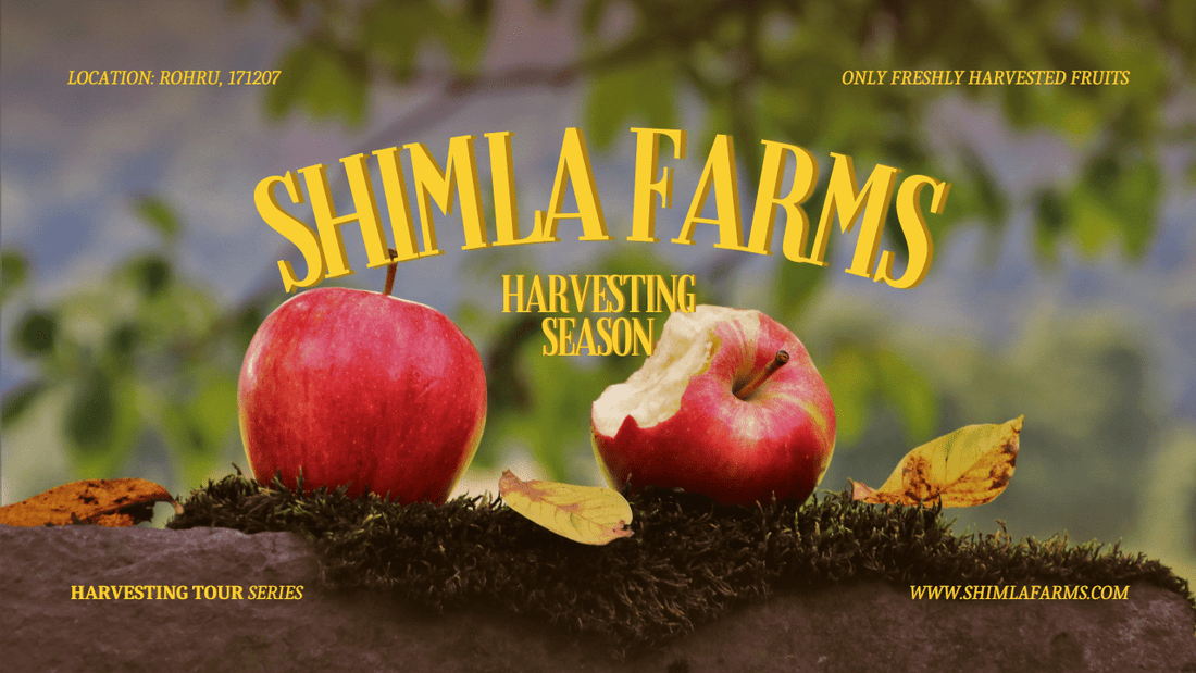 Introducing Shimla Farms - YOUTUBE CHANNEL: Your Destination for Fresh Apples