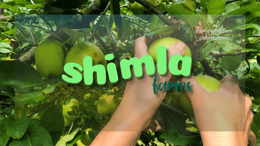 Discover the Delight of Fresh Apples at Shimla Farms