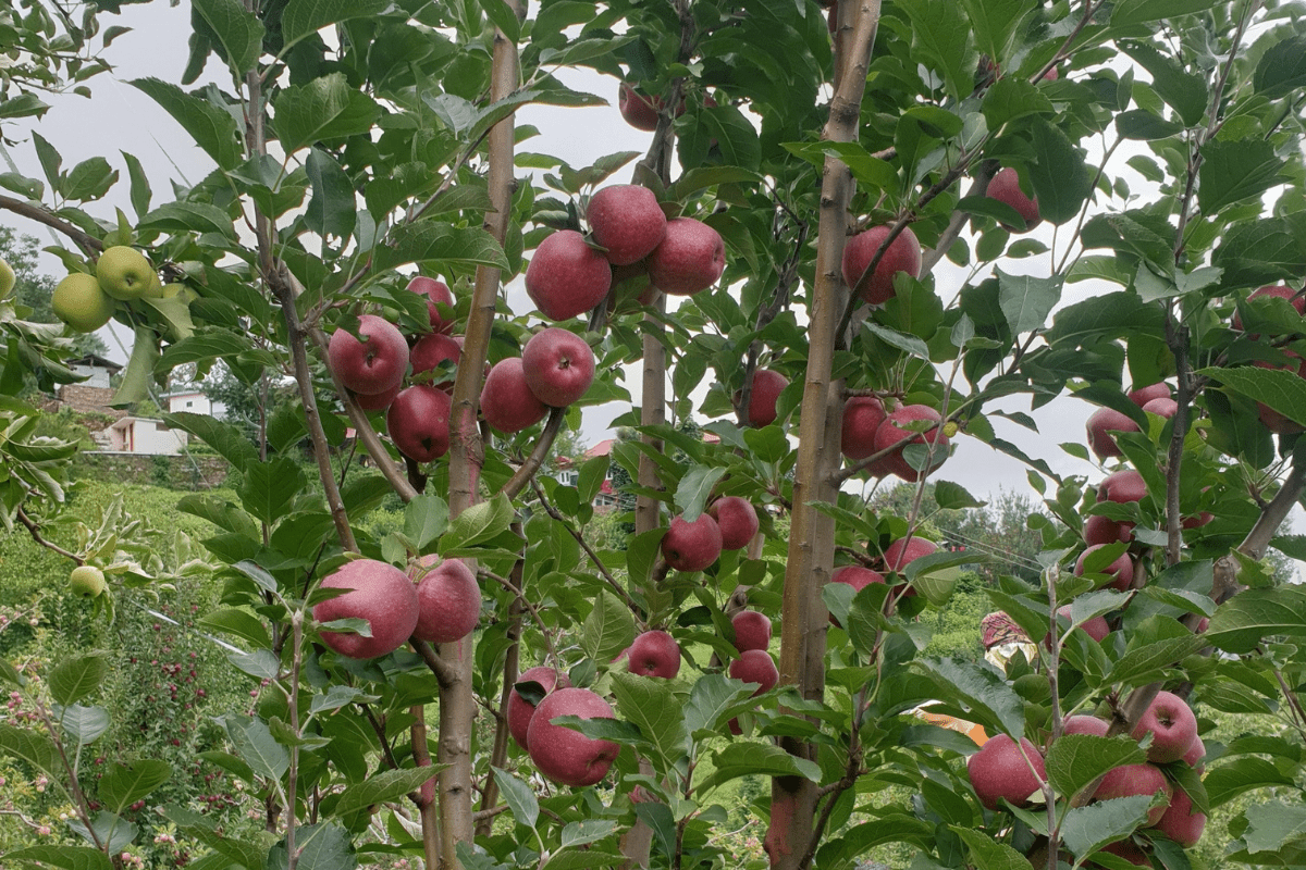 Fresh apple fruit price 1kg